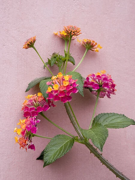 Portugal, Obidos. Colorful lantana vine growing against a pink wall