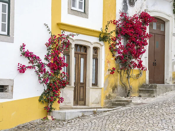 Portugal, Obidos. Dark pink bougainvillea vine growing along side the entrance of a home