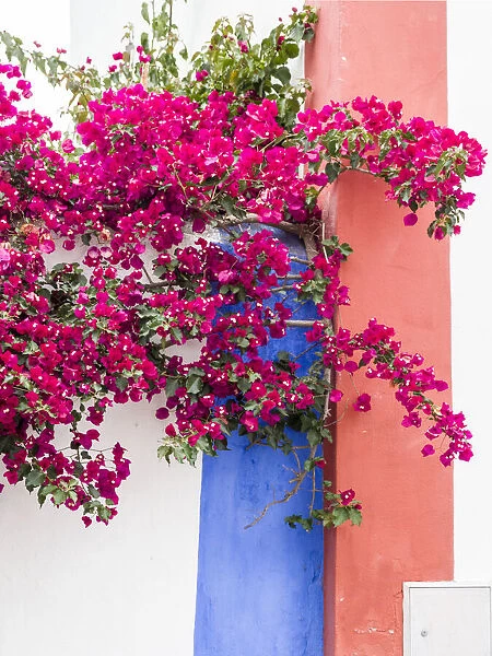 Portugal, Obidos. Dark pink bougainvillea vine against a blue