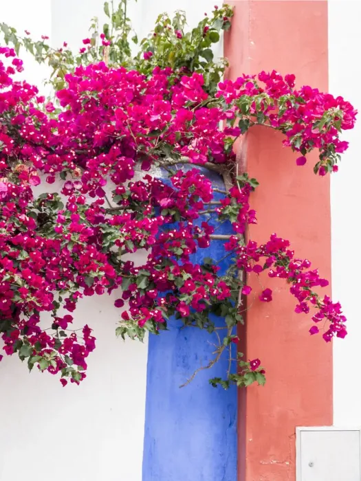 Framed Print : Portugal, Obidos. Dark pink bougainvillea vine against a blue