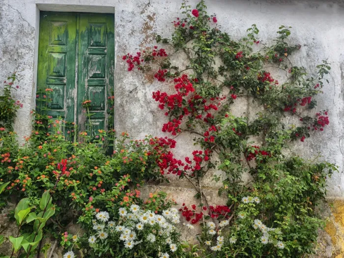 Framed Print : Portugal, Obidos. Flowers growing on wall of house with green door Framed Print : Portugal, Obidos. Flowers growing on wall of house with green door