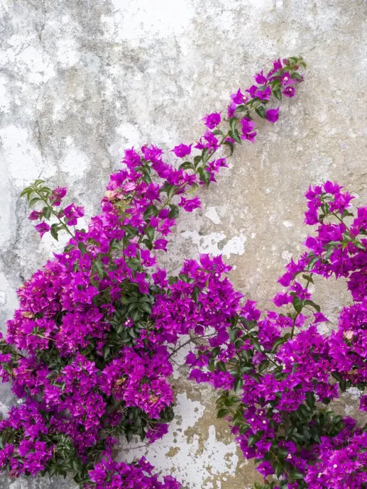 Framed Print : Portugal, Obidos. Hot pink or magenta bougainvillea against an old wall Framed Print : Portugal, Obidos. Hot pink or magenta bougainvillea against an old wall