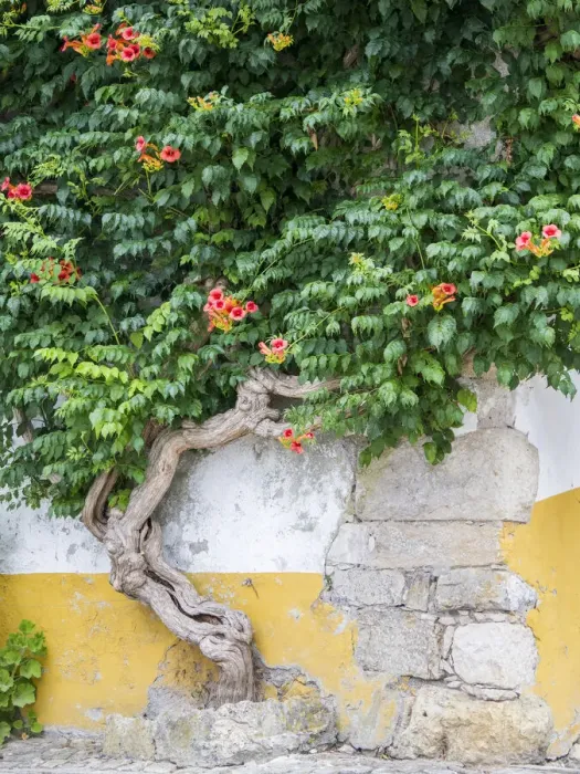 Framed Print : Portugal, Obidos. Large trumpet vine growing against a wall in the streets of Obidos Framed Print : Portugal, Obidos. Large trumpet vine growing against a wall in the streets of Obidos