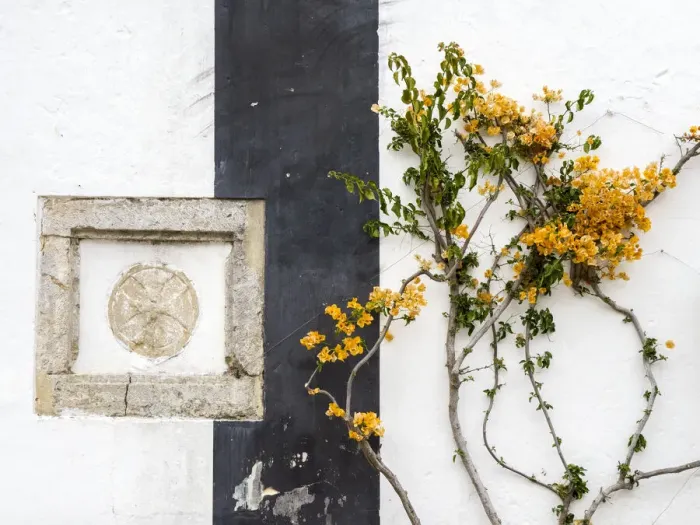 Framed Print : Portugal, Obidos. Orange bougainvillea growing against a wall Framed Print : Portugal, Obidos. Orange bougainvillea growing against a wall