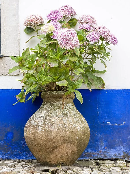 Portugal, Obidos. Pink hydrangea in an old pottery against a white