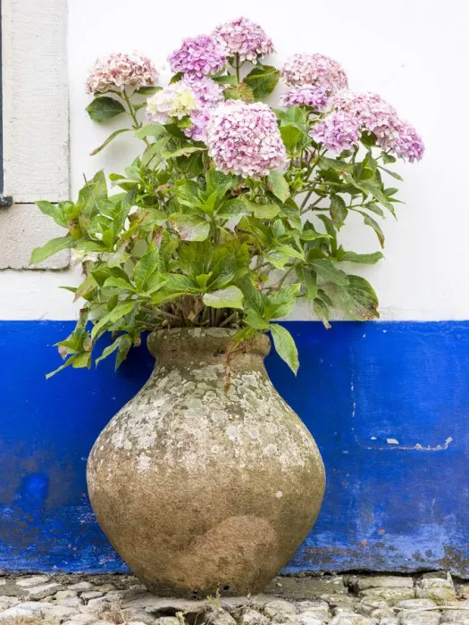 Framed Print : Portugal, Obidos. Pink hydrangea in an old pottery against a white Framed Print : Portugal, Obidos. Pink hydrangea in an old pottery against a white