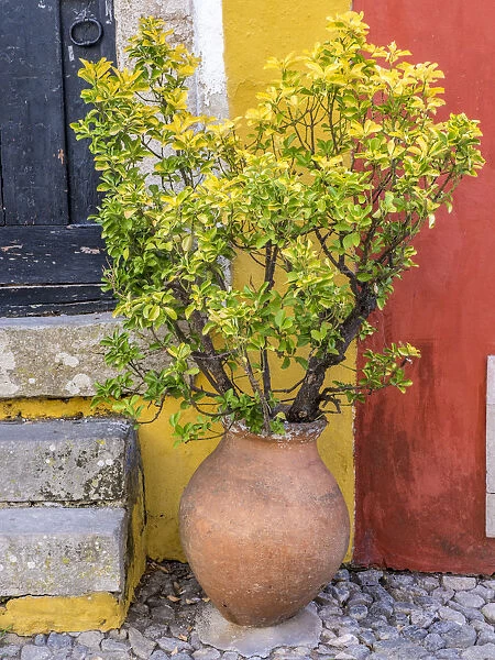 Portugal, Obidos. Potted plant in front of colorful entrance to a home in the hill town of Obidos