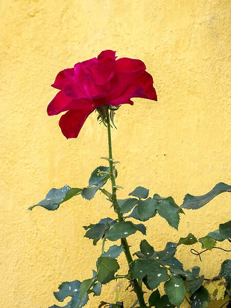 Portugal, Obidos. Red rose growing against a bright yellow painted home