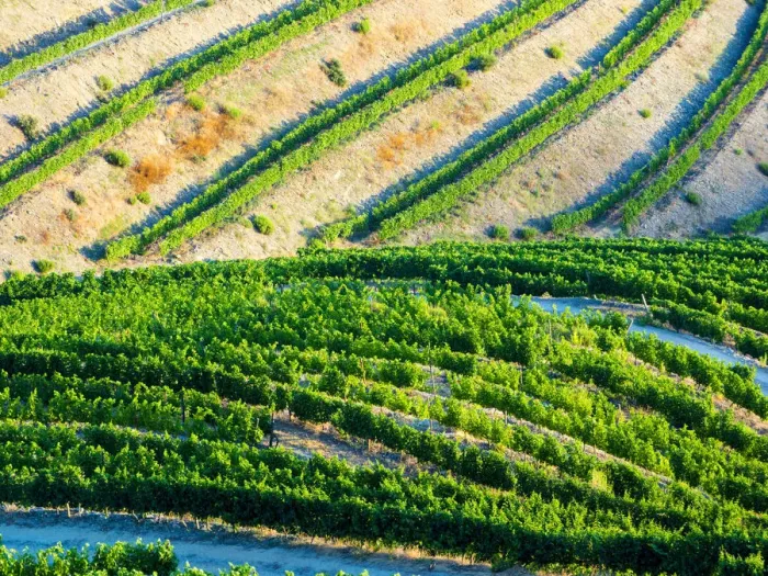 Framed Print : Portugal. Terraced vineyards lining the hills of the Douro Valley
