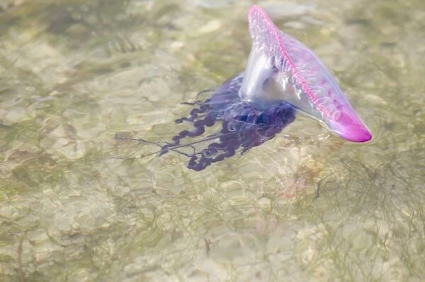 Portuguese Man o War Jellyfish (Pgysalia physalis) Turneffe Caye, Belize (RF)