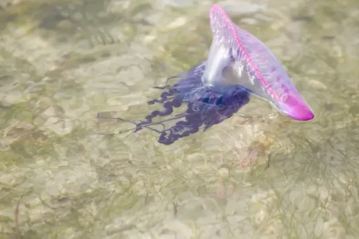 Framed Print : Portuguese Man o War Jellyfish (Pgysalia physalis) Turneffe Caye, Belize (RF) Framed Print : Portuguese Man o War Jellyfish (Pgysalia physalis) Turneffe Caye, Belize (RF)