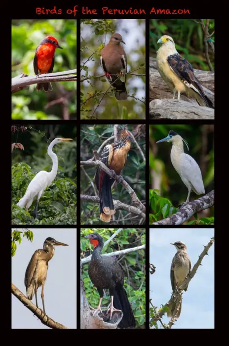 Framed Print : Poster featuring nine birds founds in the Amazon rainforest of northern Peru