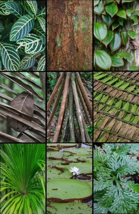 Framed Print : A poster featuring plants found in the Jungles of the Peruvian Rainforest Framed Print : A poster featuring plants found in the Jungles of the Peruvian Rainforest
