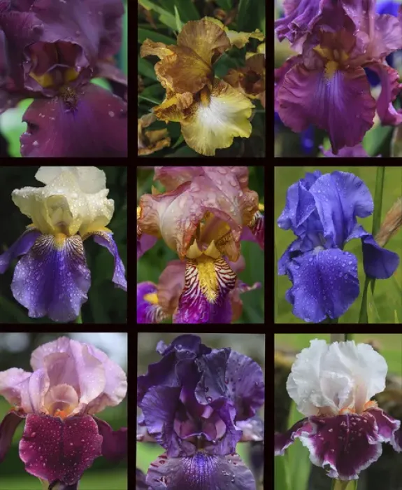 Framed Print : Posters of irises shot in Aquitaine province of France after a rain