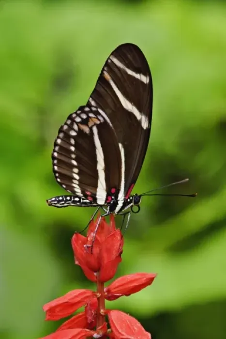 Framed Print : Postman Butterfly, Heliconius melpomene, White River Gardens State Park, Indianapolis
