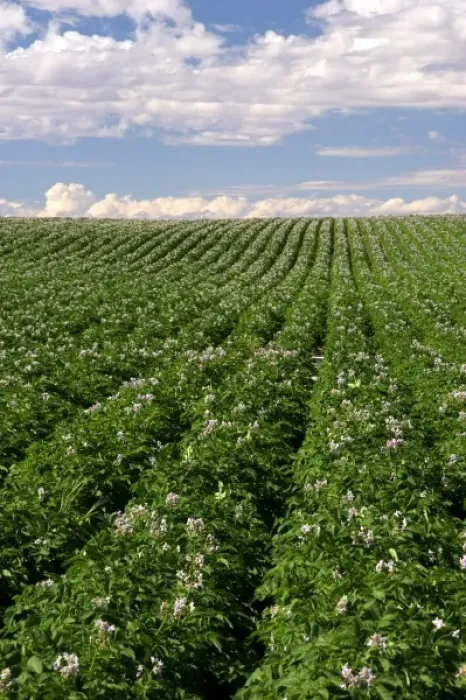 Framed Print : A potato crop in bloom near Burley, Idaho