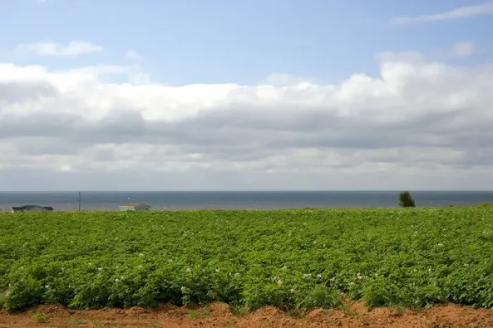 Framed Print : Potato field by the sea on Prince Edward Island, Canada. canada, canadian Framed Print : Potato field by the sea on Prince Edward Island, Canada. canada, canadian