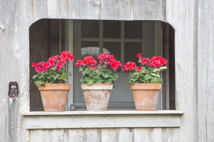 Framed Print : Three pots of pink geraniums on railing Framed Print : Three pots of pink geraniums on railing