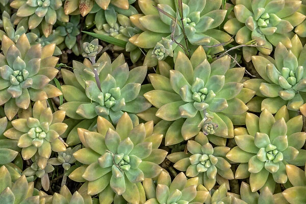 Powdery liveforever, succulent