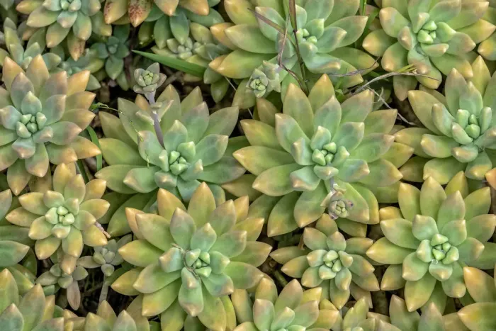 Framed Print : Powdery liveforever, succulent Framed Print : Powdery liveforever, succulent