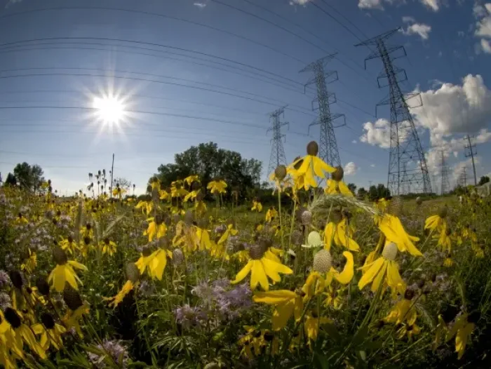 Framed Print : Power lines and prairie flowers (coneflowers and monarda) outside of Chicago, IL