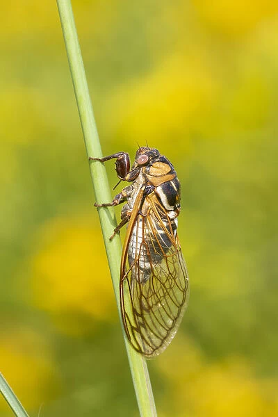 Prairie Cicada (Megatibicen dorsatus) Marion County, Illinois