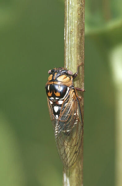 Prairie Cicada (Tibicen dorsata) on Cup Plant (Silphium perfoliatum) Prairie Ridge SNA, Jasper Co