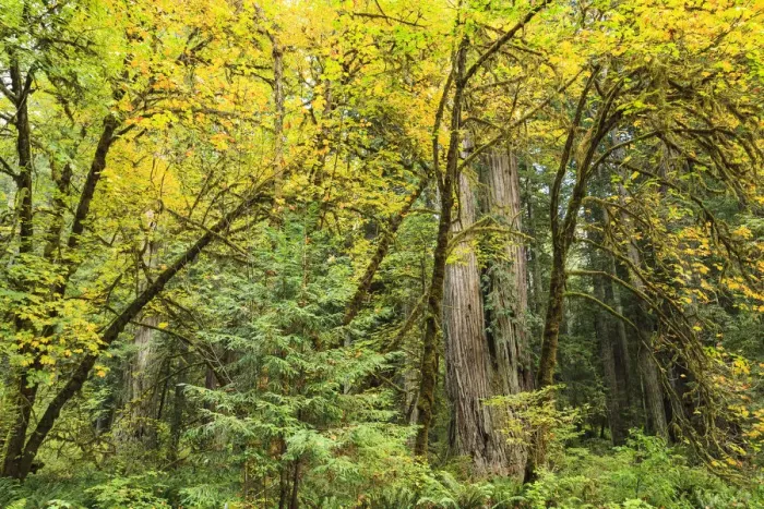Framed Print : Prairie Creek area, Redwoods State Park, Coastal Redwoods, Northern California Coast, USA