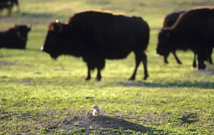 Framed Print : Prairie Dog with Bison at Theodore Rooosevelt National Park in North Dakota Framed Print : Prairie Dog with Bison at Theodore Rooosevelt National Park in North Dakota