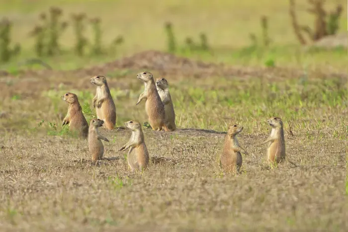 Framed Print : Several prairie dogs standing on alert in the grasslands of South Dakota
