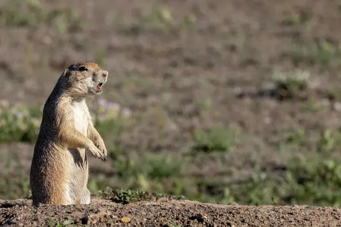Framed Print : Prairie dogs in Theodore Roosevelt National Park, North Dakota, USA. (Editorial Use Only) Framed Print : Prairie dogs in Theodore Roosevelt National Park, North Dakota, USA. (Editorial Use Only)