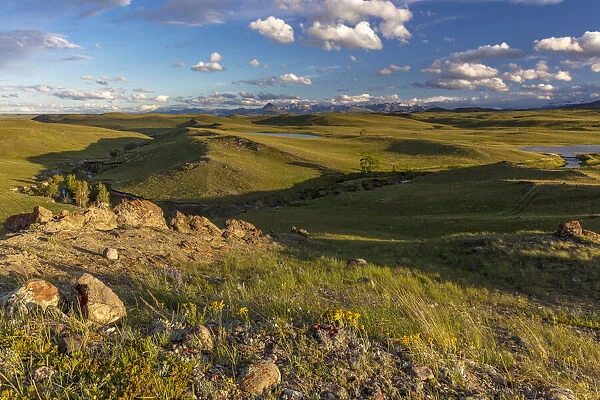 Prairie reef with wildflowers in the evening along the Rocky Mountain Front near Augusta