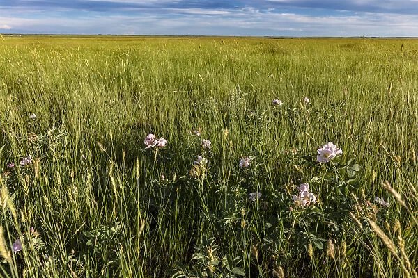 Prairie roses in mixed grasslands in Medicine Lake National Wildlife Refuge, Montana, USA