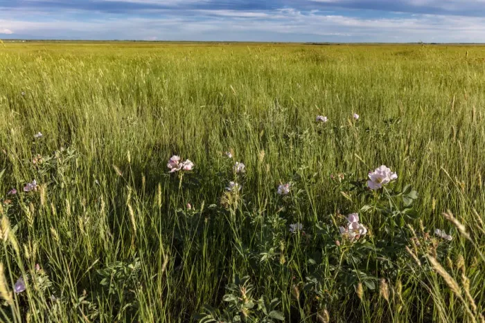 Framed Print : Prairie roses in mixed grasslands in Medicine Lake National Wildlife Refuge, Montana, USA Framed Print : Prairie roses in mixed grasslands in Medicine Lake National Wildlife Refuge, Montana, USA