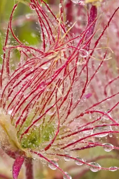 Framed Print : Prairie Smoke in the rain at Theodore Rooosevelt National Park, North Dakota, USA Framed Print : Prairie Smoke in the rain at Theodore Rooosevelt National Park, North Dakota, USA
