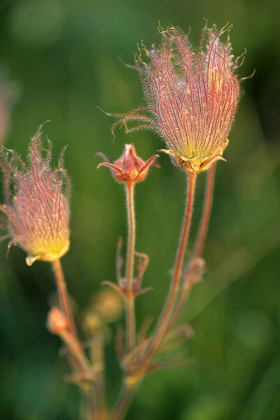 Prairie Smoke wildflowers in the Montana prairie