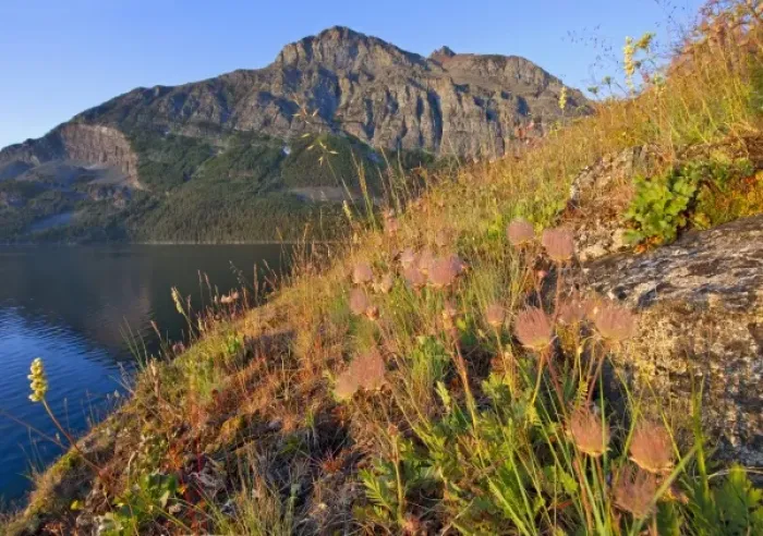Framed Print : Prairie Smoke wildflowers above St Mary Lakewith Red Eagle Mountain in background Framed Print : Prairie Smoke wildflowers above St Mary Lakewith Red Eagle Mountain in background