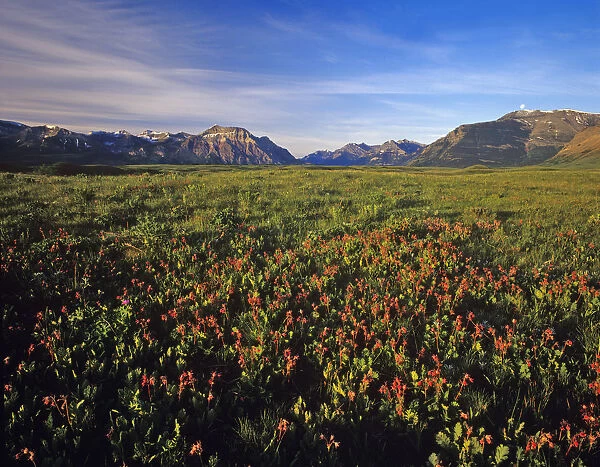 Prairie Smoke wildflowers in Waterton Lakes National Park in Alberta Canada
