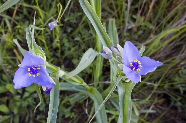 Prairie spiderwort wildflowers grow in the Tallgrass Prairie Preserve near Pawhuska