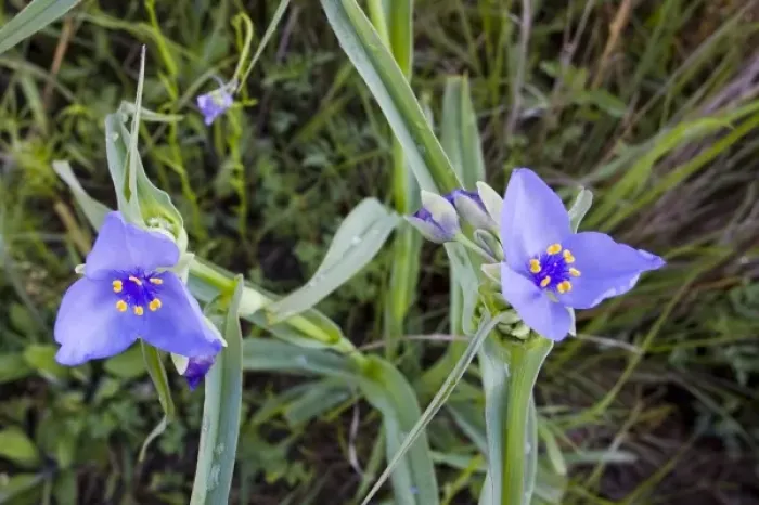 Framed Print : Prairie spiderwort wildflowers grow in the Tallgrass Prairie Preserve near Pawhuska Framed Print : Prairie spiderwort wildflowers grow in the Tallgrass Prairie Preserve near Pawhuska