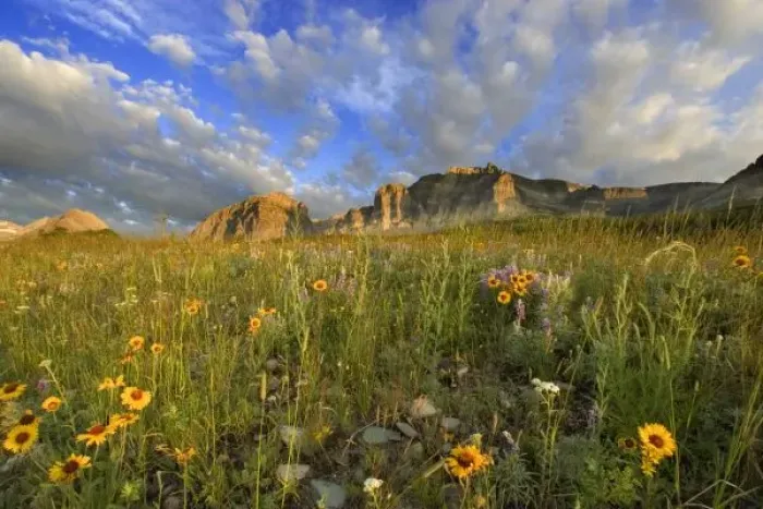 Framed Print : Prairie Wildflowers Framed Print : Prairie Wildflowers
