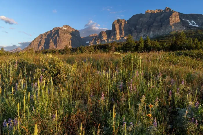 Framed Print : Prairie wildflowers with Apikuni Mountain in the Many Glacier Valley in Glacier National Park, Montana, USA. (Editorial Use Only) Framed Print : Prairie wildflowers with Apikuni Mountain in the Many Glacier Valley in Glacier National Park, Montana, USA. (Editorial Use Only)