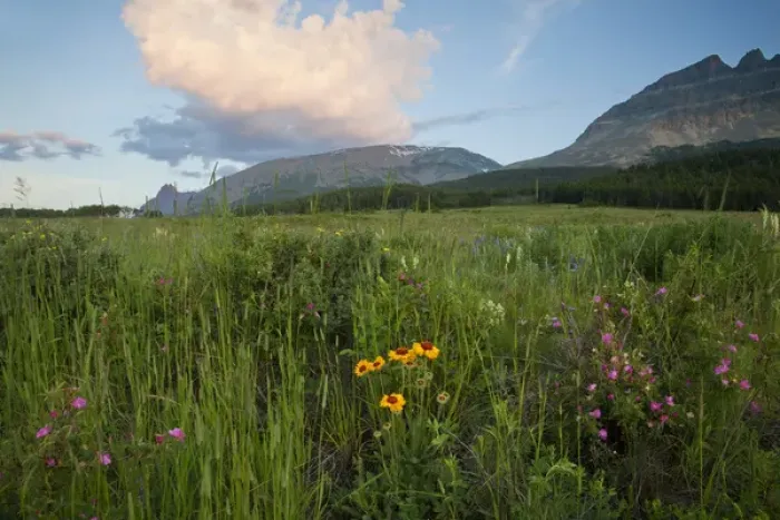 Framed Print : Prairie wildflowers on Two Dog Flats in Glacier National Park, Montana, USA Framed Print : Prairie wildflowers on Two Dog Flats in Glacier National Park, Montana, USA