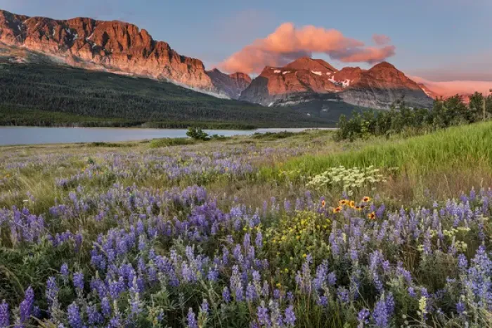 Framed Print : Prairie wildflowers in meadow in Glacier National Park, Montana, USA Framed Print : Prairie wildflowers in meadow in Glacier National Park, Montana, USA