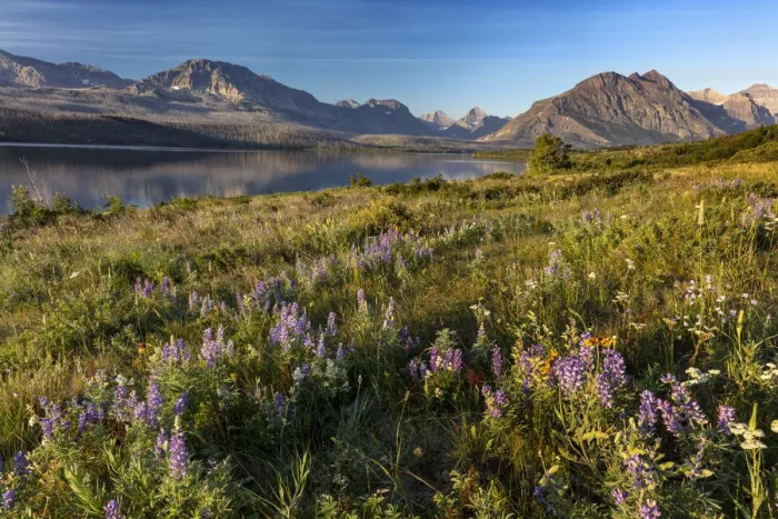 Framed Print : Prairie wildflowers along St. Mary Lake in Glacier National Park, Montana, USA Framed Print : Prairie wildflowers along St. Mary Lake in Glacier National Park, Montana, USA