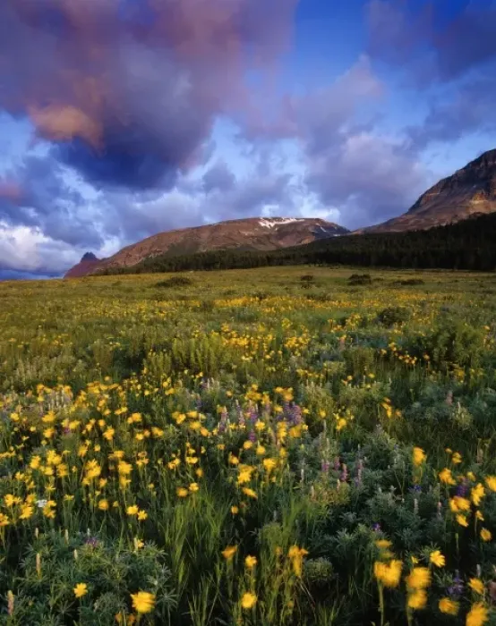 Framed Print : Prairie wildflowers on a windy morning sunrise on Two Dog Flats in Glacier National