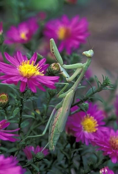 Praying Mantis among aster flowers (Mantis religiosa)
