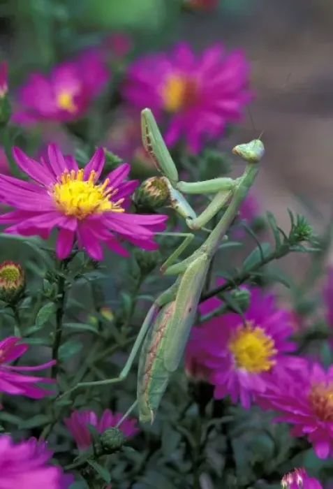 Framed Print : Praying Mantis among aster flowers (Mantis religiosa) Framed Print : Praying Mantis among aster flowers (Mantis religiosa)