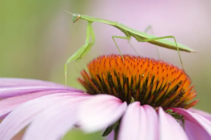 Framed Print : Praying Mantis (Mantis religiosa) on an Aster, Sunflower Family (Asteraceae) Pennsylvania Framed Print : Praying Mantis (Mantis religiosa) on an Aster, Sunflower Family (Asteraceae) Pennsylvania