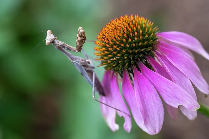 Framed Print : Praying mantis on purple coneflower Framed Print : Praying mantis on purple coneflower